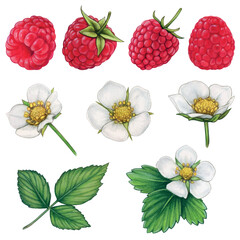 watercolor hand drawn raspberry collection with flowers