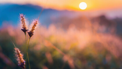 Close up of grass flower in the field at sunset. Beautiful nature background. - Powered by Adobe
