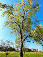 Obraz premium 青空と柳の木