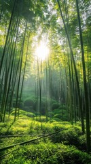 Fototapeta premium The suns rays penetrate the dense canopy of green trees in a forest, creating a play of light and shadows on the forest floor.