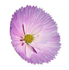 Pink cosmos  flower  on  isolated background with clipping path. Closeup..  . Transparent background.  Nature.