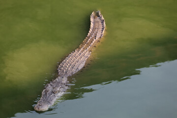 Close up salt crocodile is show head in river