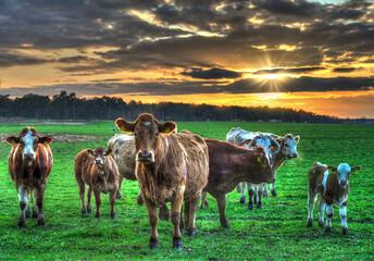 Sonnenuntergang an der Rinderkoppel