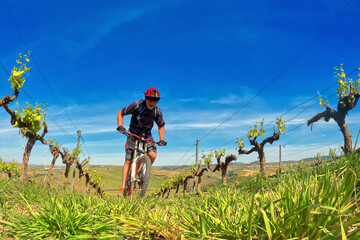 Mountain biker in the vineyards