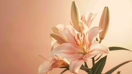 Fototapeta premium Beautiful blooming lily flower minimalist fantasy background, A bouquet of lilies in a vase in daylight, fresh light pink yellow white color lily flower poster nature background,