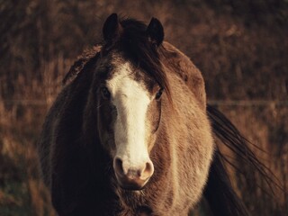 Fototapeta premium Wild horse in nature with forest in the background. 