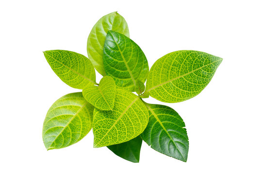 Green leaves plant isolated