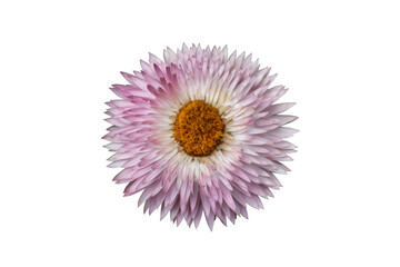 Single pink flower isolated