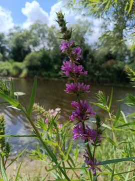 flowers on the river