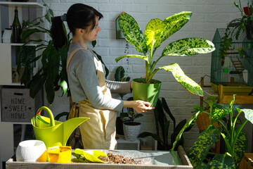 Repotting and caring home plant dieffenbachia Banana into new pot in home interior. Woman breeds...