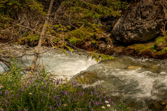 Roadside creek Banff Windermer HWY Kootenay National Park British Columbia Canada