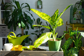 Dieffenbachia banana on the table for transplanting and caring for domestic plants in the interior...