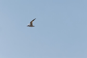 seagull in flight