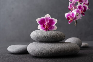 Fototapeta na wymiar Zen stones and pink orchid flower on dark background as spa concept