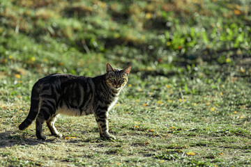 A tabby cat pauses and looks directly into the camera whilst walking on grass on a summers evening. An alert adult domestic cat gazes at the camera, standing on green grass..