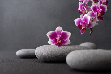 Fototapeta na wymiar Zen stones and pink orchid flower on dark background as spa concept
