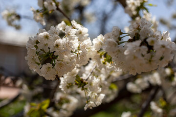 A tree with white flowers is in front of a house. The flowers are in full bloom and are very pretty