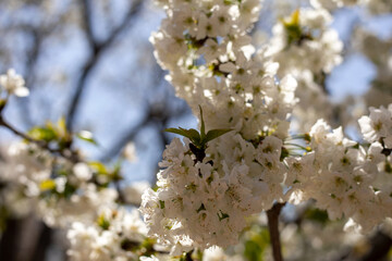 A tree with white flowers is in the foreground. The flowers are small and white, and the tree is surrounded by green leaves. The image has a peaceful and serene mood