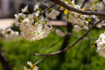 A tree with white flowers is in a green field. The flowers are in full bloom and are very pretty