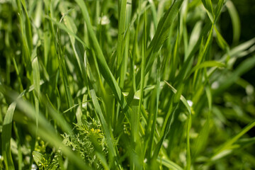 Fototapeta na wymiar A lush green field of grass with a few carrots growing in it. The field is full of life and color, and the carrots add a pop of color to the scene