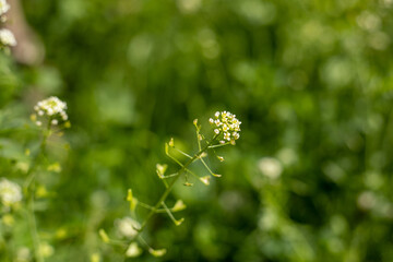 A close up of a flower with a green background. The flower is the main focus of the image