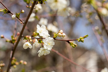 A tree with white flowers is in full bloom. The branches are full of blossoms, and the leaves are green. Concept of beauty and growth, as the tree is in the process of blossoming