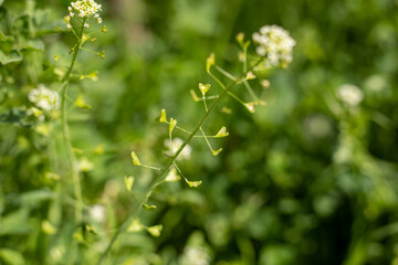 A bunch of green plants with white flowers. The plants are growing in a field