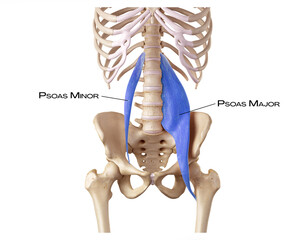 Hip of the deep front line - psoas minor, psoas major