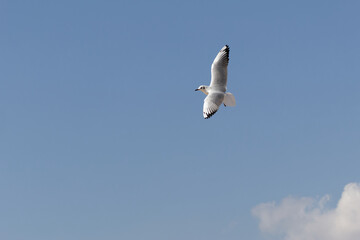 seagull in flight