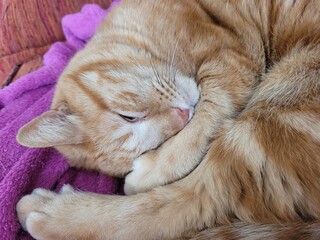 Chat qui dort  © Laurie