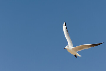 seagull in flight