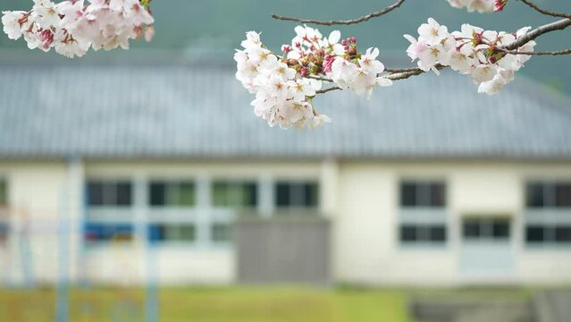 桜と木造校舎