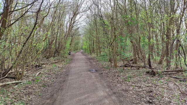gerader Waldweg im Fr&uuml;hling mit frischem Gr&uuml;n 