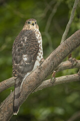 Cooper's Hawk perching on a tree