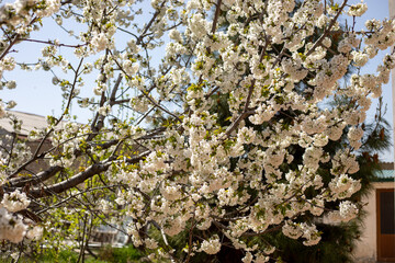 A tree with white flowers is in front of a house. The tree is full of blossoms and the flowers are in various stages of bloom. The scene is peaceful and serene