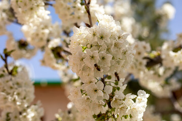 A tree with white flowers and a green roof. The flowers are in full bloom and the tree is surrounded by a fence