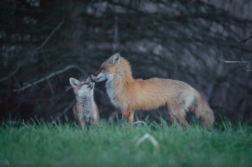 Young Red Fox and dis mother
