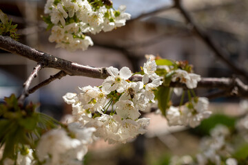 A tree branch is covered in white flowers. The flowers are in full bloom and are surrounded by green leaves. The scene is peaceful and serene