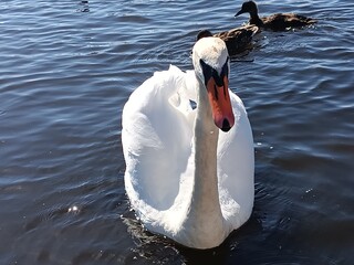 swan on the lake