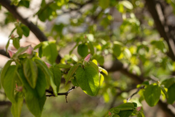 A tree with green leaves and pink flowers. The tree is in a sunny area