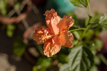 A flower with a yellow center and orange petals. The flower is in a pot and is surrounded by green leaves