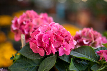A pink flower with green leaves is in a vase. The flower is the main focus of the image