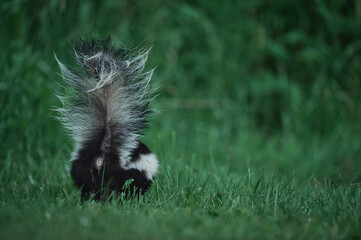 Skunk looking for food in a meadow