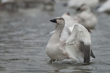 Close-up of a Snow Goose near a Lake in Quebec