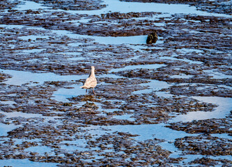 Seagull On Mudflts