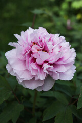pink peony flower in the spring garden, close up