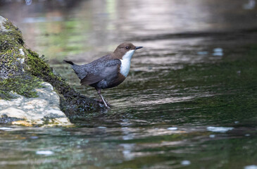 Beautiful afternoon on the river contemplating the Dipper (cinclus cinclus)!