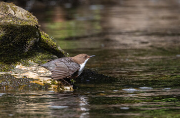 Beautiful afternoon on the river contemplating the Dipper (cinclus cinclus)!