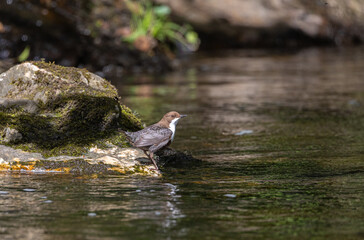 Beautiful afternoon on the river contemplating the Dipper (cinclus cinclus)!