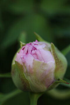 Pink peony bud on a green background. Close-up.